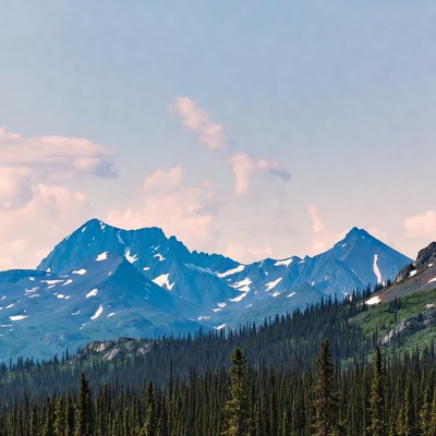 Snowy Mountains and Pine Forest