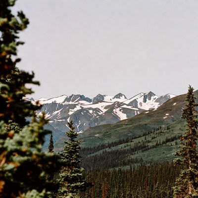 Snowy Mountains Framed by Pine Trees