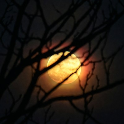 Full Moon Behind Bare Tree Branches