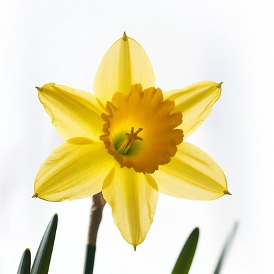 Yellow Daffodil Flower Isolated Background