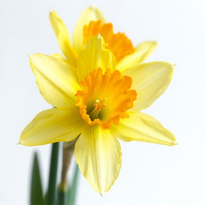 Yellow Daffodil Flowers on White Background