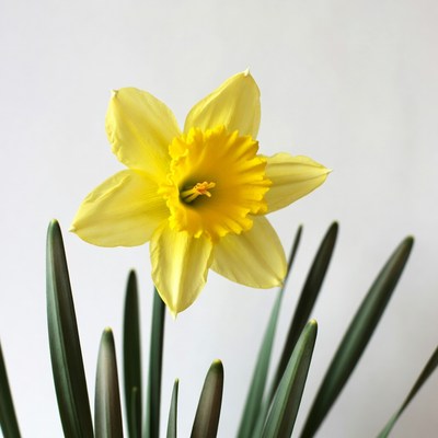 Yellow Daffodil Flower with Green Stems