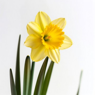Yellow Daffodil Flower with Green Stem