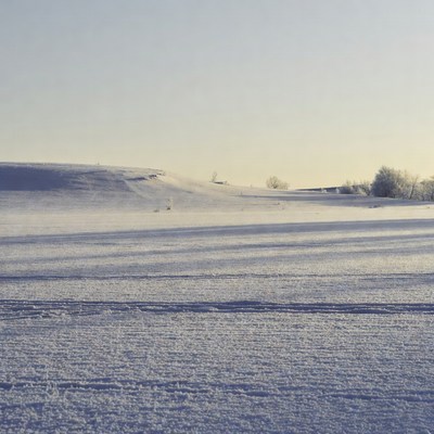 Snowy Field with Tracks and Trees