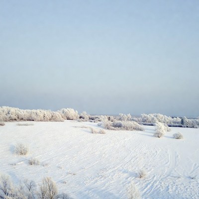 Snowy Field with Frosted Bushes