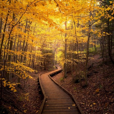 Wooden Boardwalk in Autumn Forest