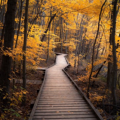 Wooden Boardwalk Through Autumn Forest