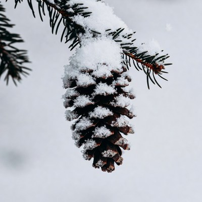Snowy Pine Cone on Branch