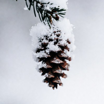 Snowy Pine Cone Hanging
