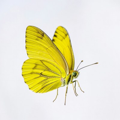 Yellow Butterfly on White Background