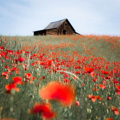 Rustic Barn on Poppy-Covered Hill
