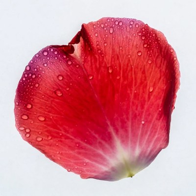 Red Rose Petal with Water Droplets
