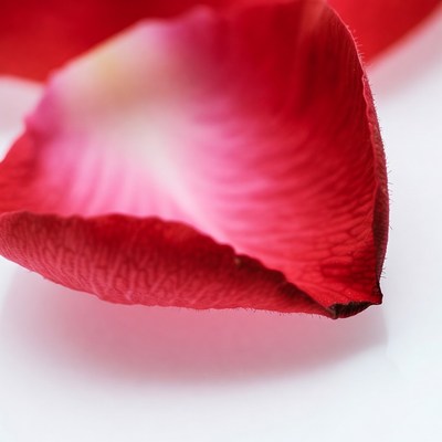 Red Rose Petal on White Background