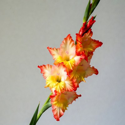 Vibrant Yellow Gladiolus Flowers