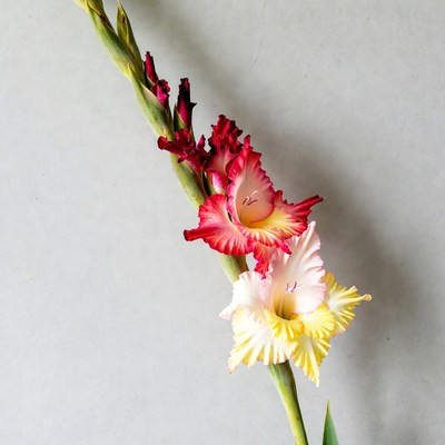 Gladiolus flowers on gray background