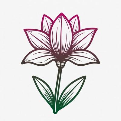Pink Lotus Flower Illustration