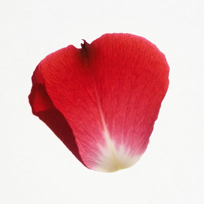 Red Rose Petal on White Background