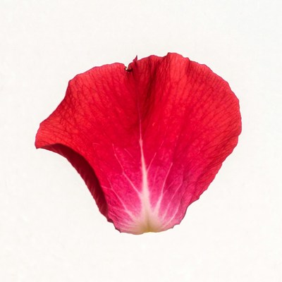 Red Flower Petal Isolated