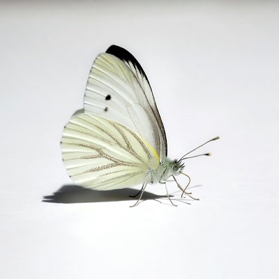 White butterfly on white background