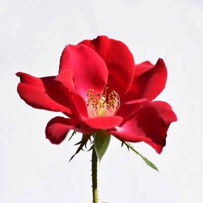 Red Rose on White Background