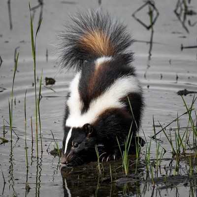 Skunk drinking at pond edge