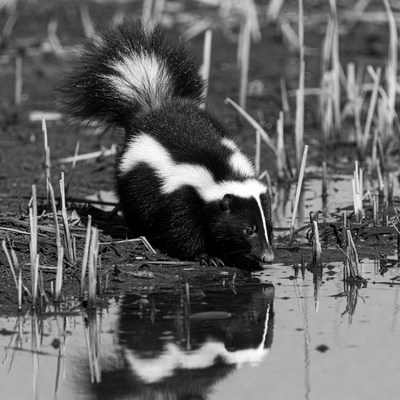 Skunk drinking from water reflection