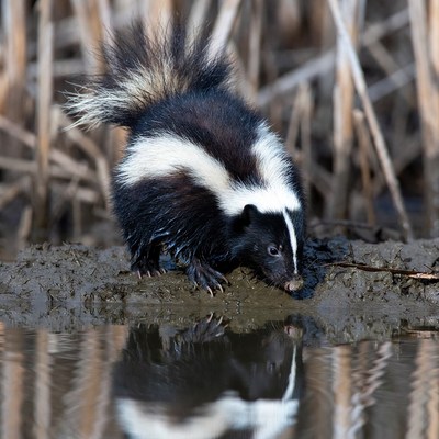 Skunk drinking at marsh edge