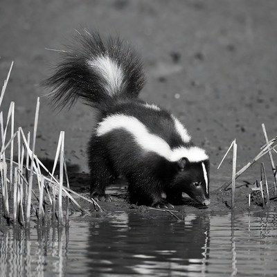 Skunk drinking water