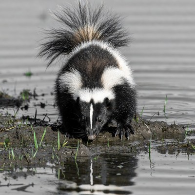 Skunk drinking at water edge