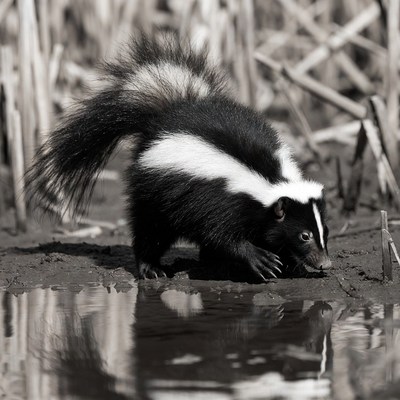 Skunk drinking from puddle