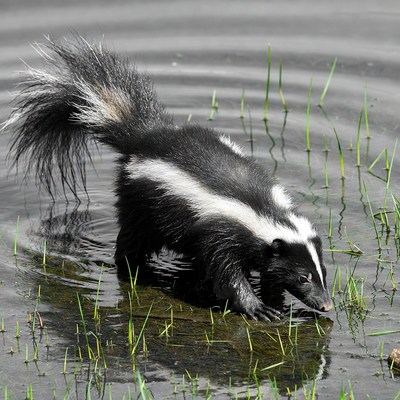 Skunk drinking water by pond