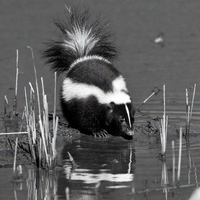 Skunk drinking water by reeds