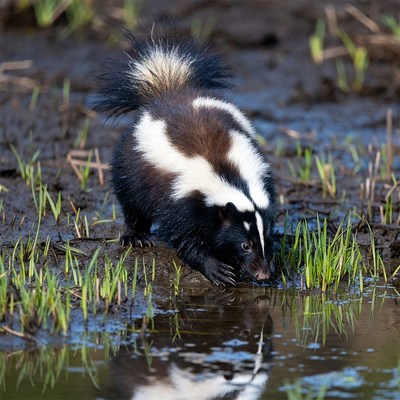 Skunk drinking from muddy water