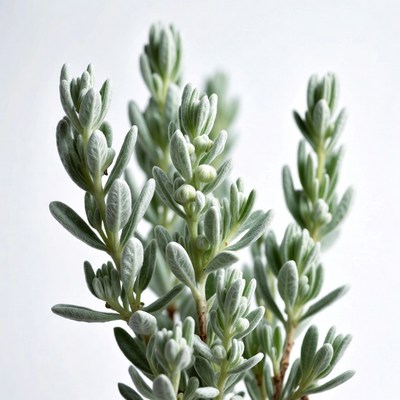Silver green shrub plant isolated