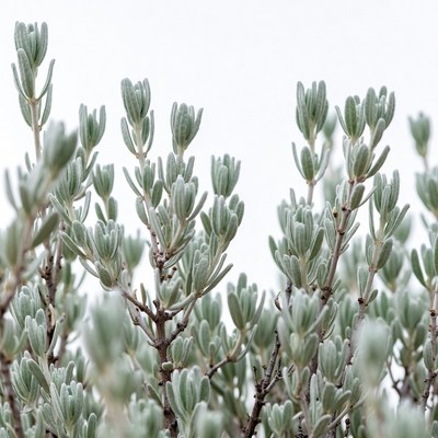Silver green fuzzy leaves plant
