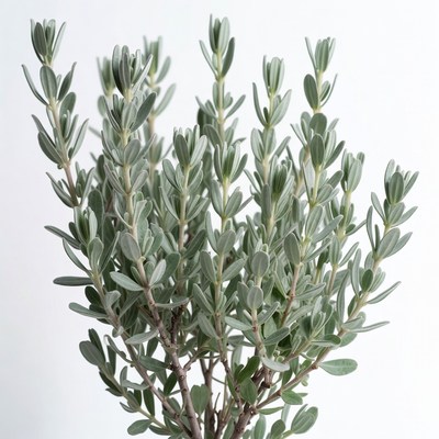 Silver Bush Plant Isolated Background