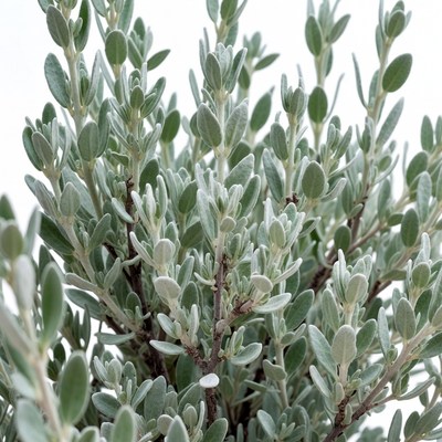 Silver green shrub leaves closeup
