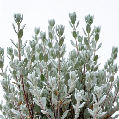 Silver Bush Plant Leaves