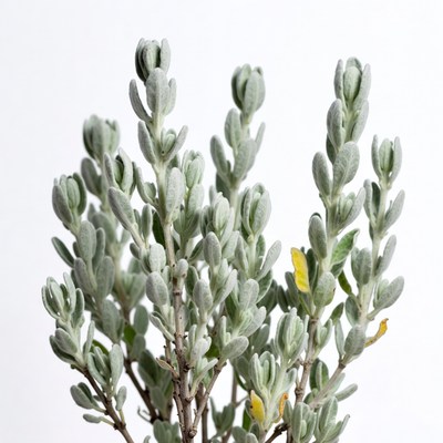 Silver Bush Leaves with Yellow Flowers