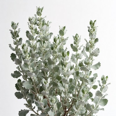 Silver dusty miller plant