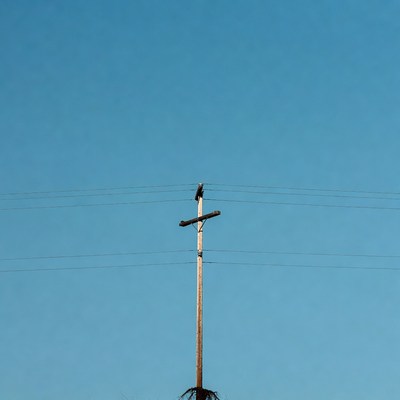 Wooden Utility Pole with Bird
