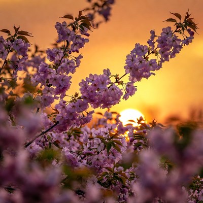 Purple Cherry Blossoms at Sunset
