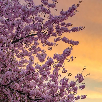 Pink Cherry Blossom Tree Sunset