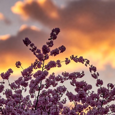 Pink cherry blossoms against sunset sky