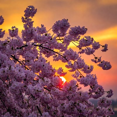 Cherry Blossoms at Sunset