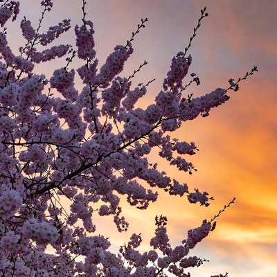 Pink cherry blossoms at sunset