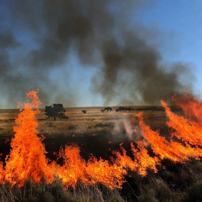 Grassland wildfire burning through dry field