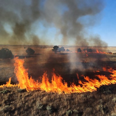 Grassland wildfire burning near trees
