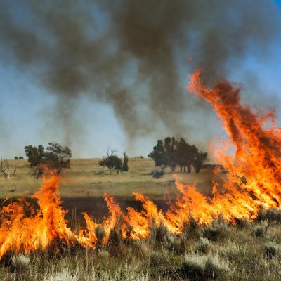 Grassland wildfire burning near trees
