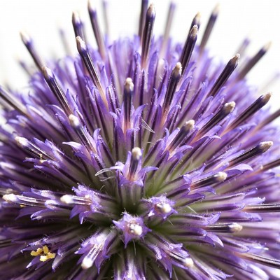 Purple Globe Thistle Flower